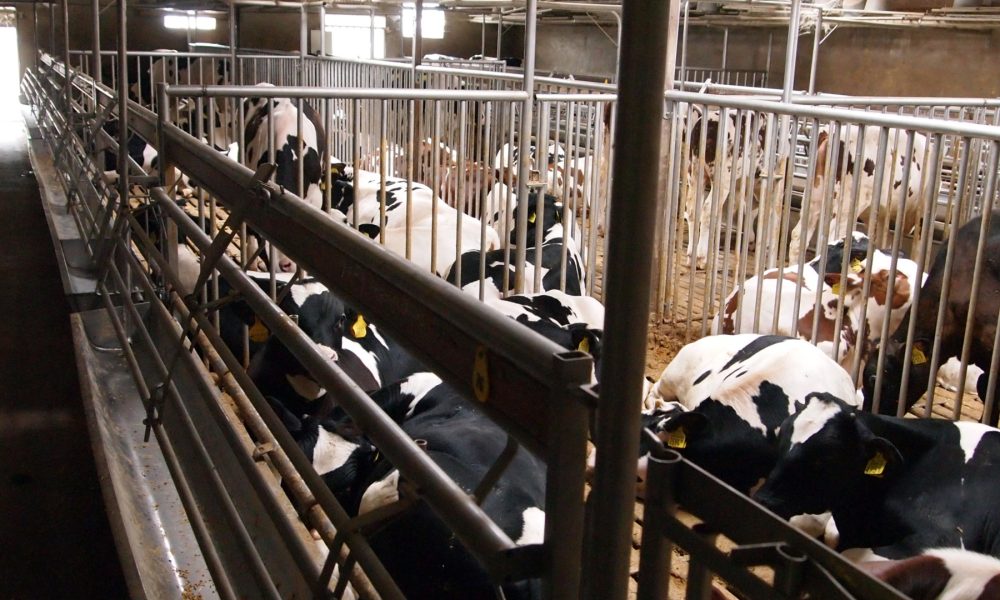 Según Unions Agrarias los planes de mejora marginan a granjas profesionales.1920