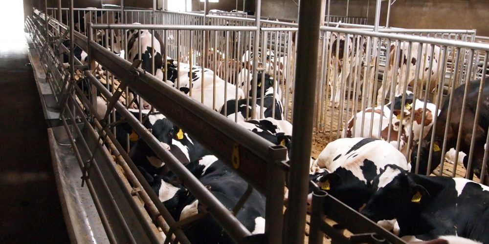 Según Unións Agrarias los planes de mejora marginan a granjas profesionales