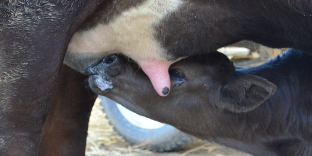 Tratamiento de las mamitis