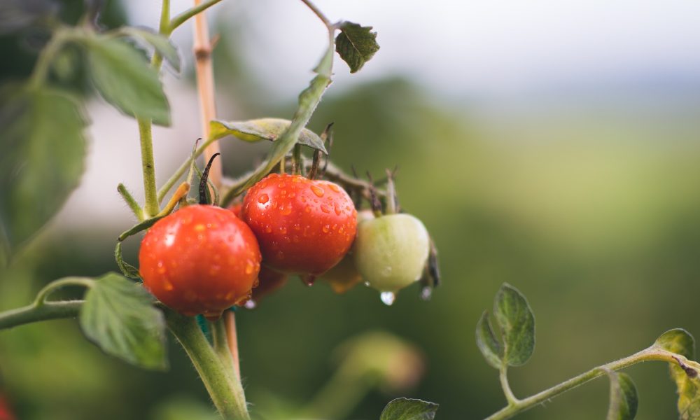 abierto el plazo de solicitud de prestamos a explotaciones afectadas por clima adverso