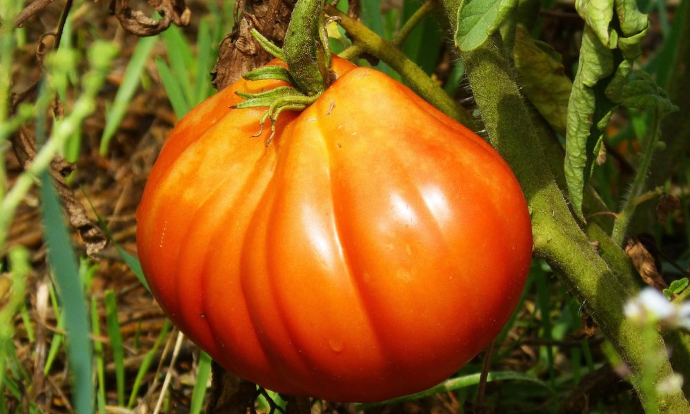 agosto-otro-mes-muy-activo-para-el-huerto-1920