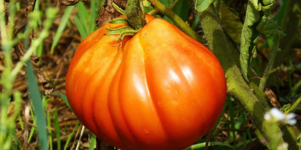 Agosto: otro mes muy activo para el huerto