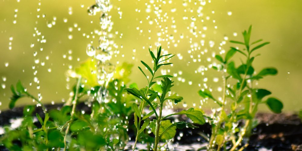 Ahorrar en la agricultura: uso de la orina como fertilizante