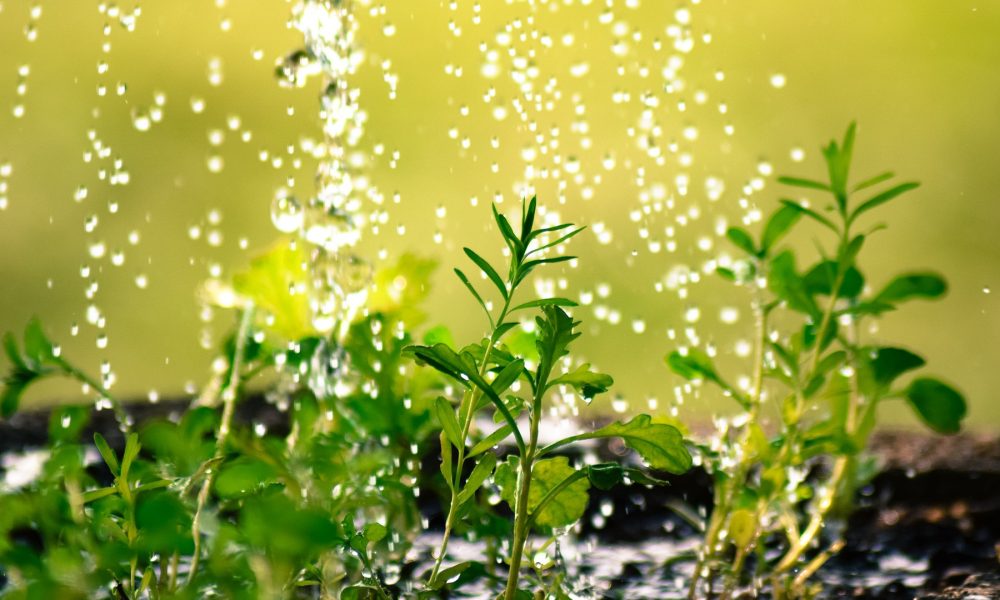 ahorrar-en-la-agricultura-uso-de-la-orina-como-fertilizante-1920