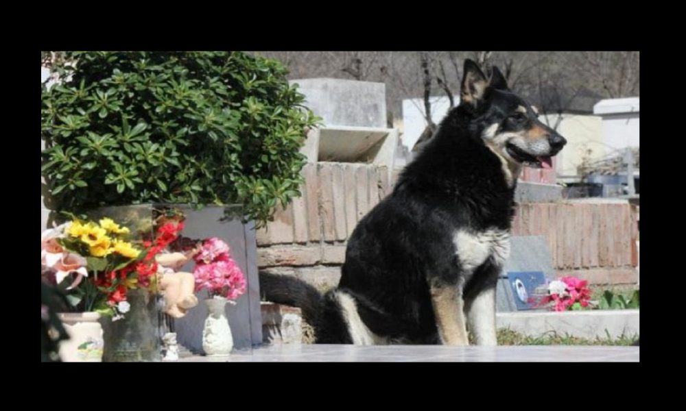 al fin Capitan ya esta con su amo.1920