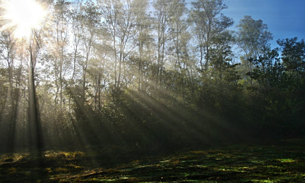 aprobados-los-cambios-en-la-politica-de-prevencion-de-incendios-y-gestion-forestal-en-galicia-1920