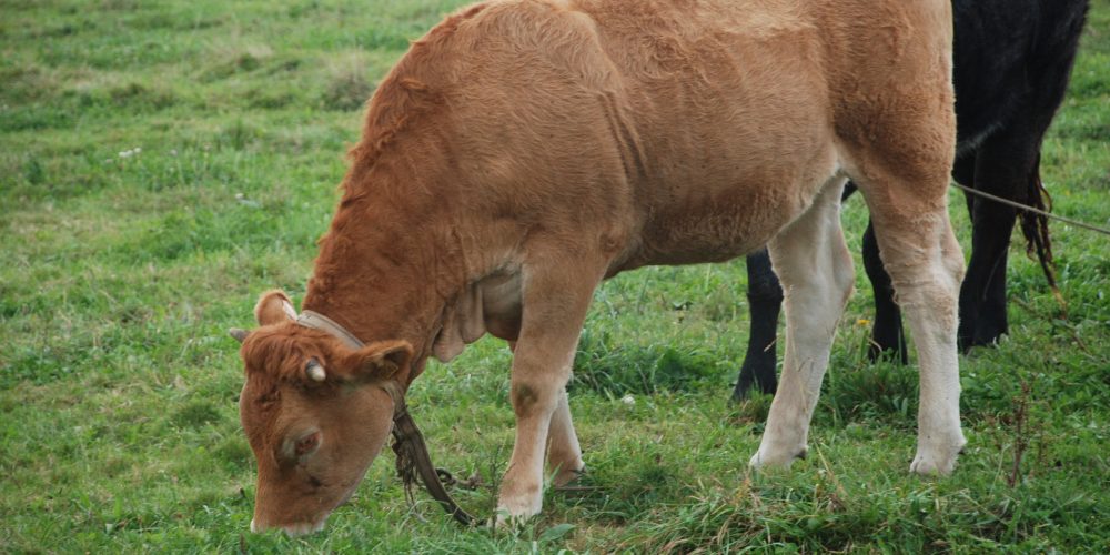 Aumenta el precio medio de la tierra agrícola en 12 comunidades autónomas, entre ellas Galicia