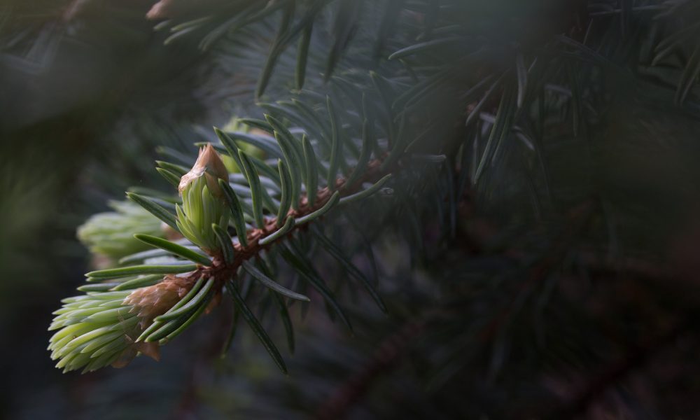 aumento-del-presupuesto-en-programas-de-sanidad-vegetal-1920