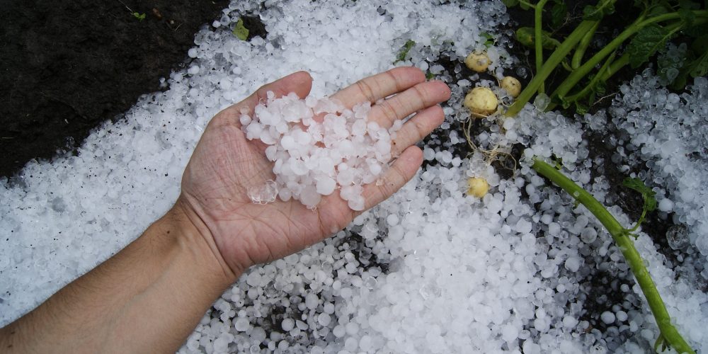 Ayudas a agricultores afectados por fenómenos climáticos