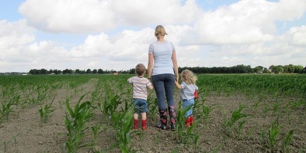 Ayudas para mejorar explotaciones agrarias e incorporar jóvenes al campo