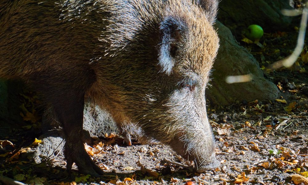ayudas para prevenir daños causados por fauna silvestre en explotaciones agrícolas y ganaderas
