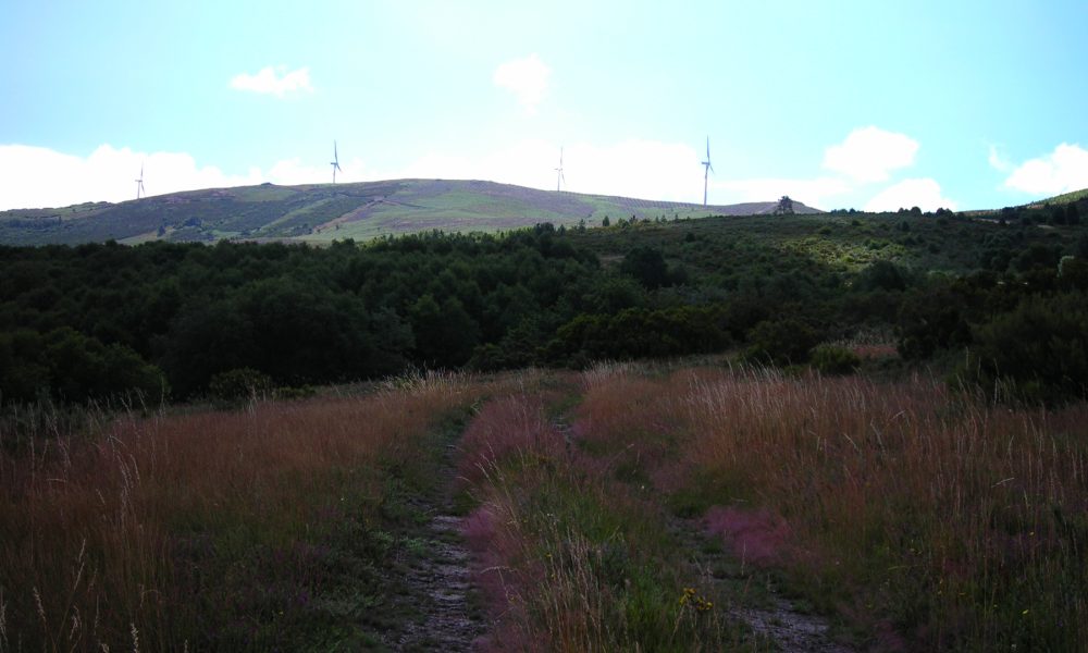 ayudas para proyectos de orndenación de montes