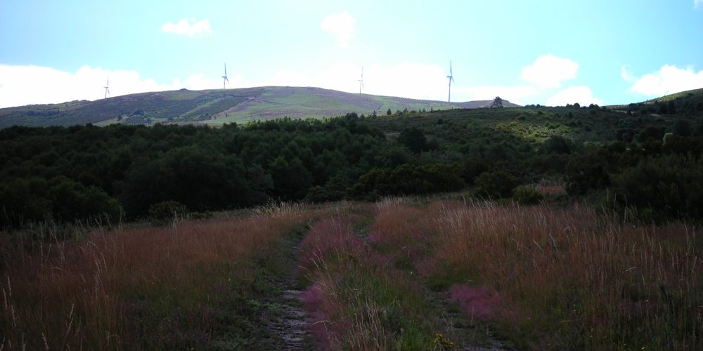 Ayudas para proyectos de ordenación de montes