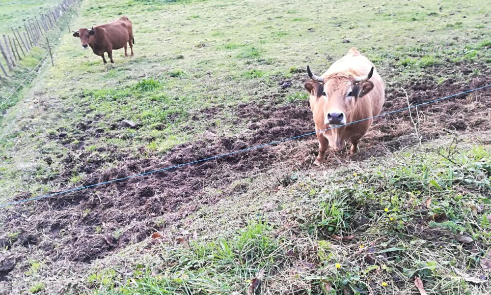 beneficiarios-de-las-ayudas-para-el-apoyo-a-explotaciones-agricolas-1920