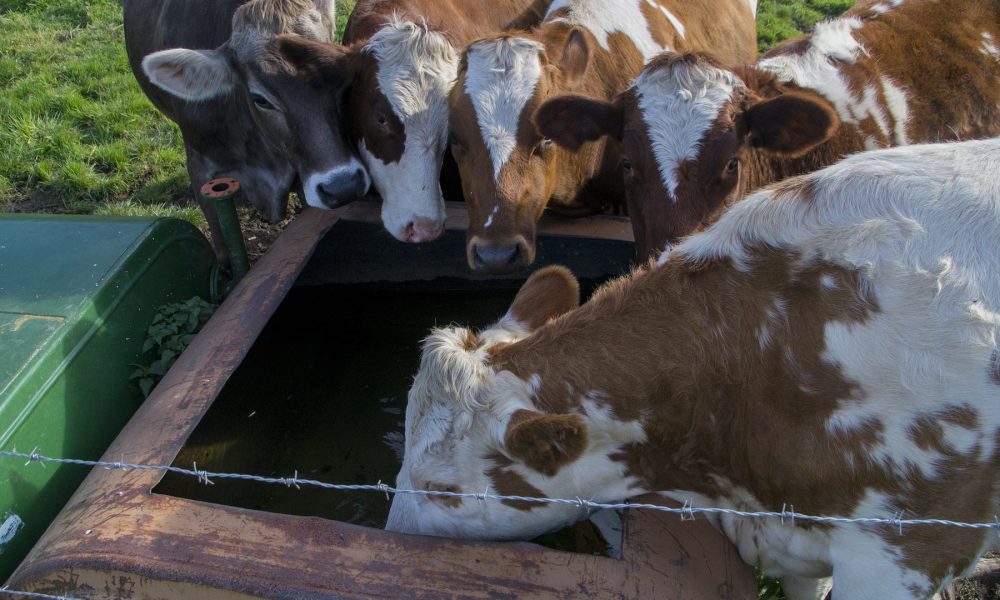 beneficiarios-de-las-ayudas-para-el-suministro-de-agua-a-las-ganaderias-1920