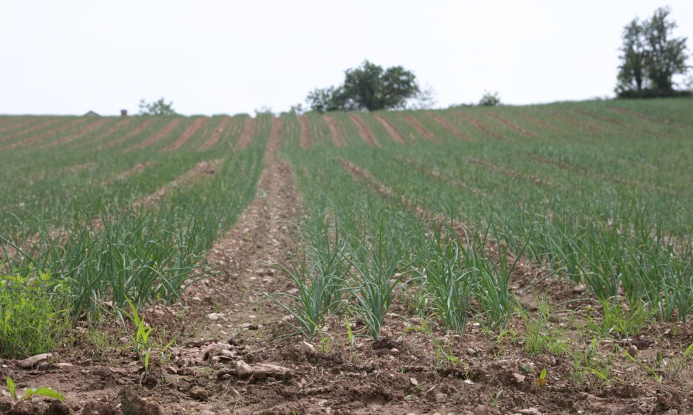 beneficios-de-la-produccion-integrada-para-el-productor-consumidor-y-medio-ambiente-1920