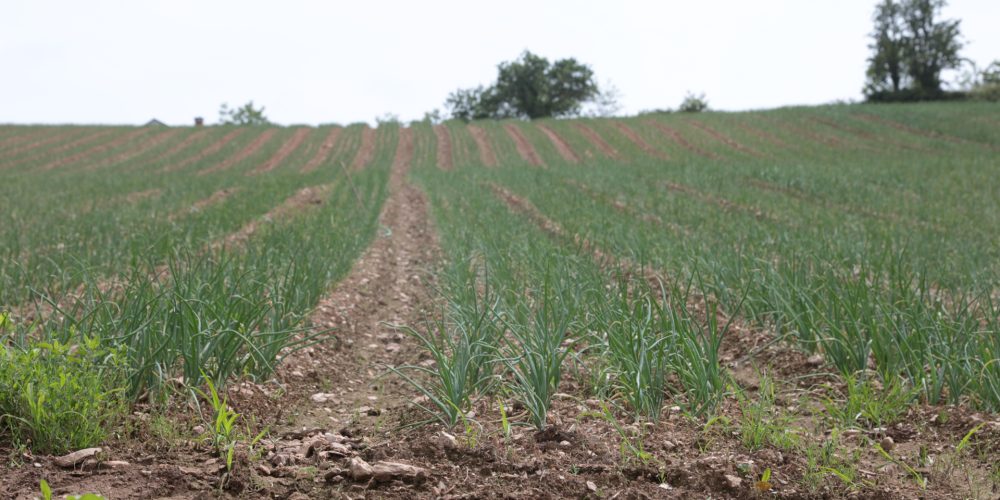 Beneficios de la producción integrada: para el productor, el consumidor y el medio ambiente