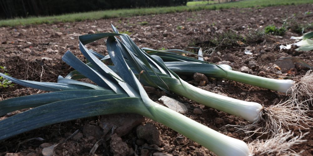 Características que debe tener el suelo para cultivar hortalizas