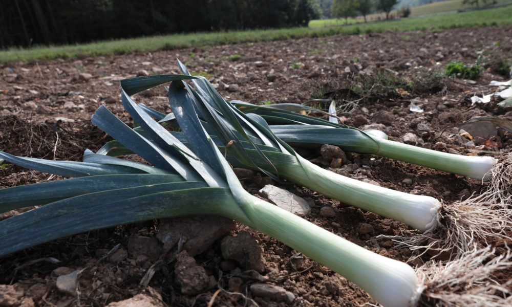 caracteristicas-que-debe-tener-el-suelo-para-cultivar-hortalizas-1920