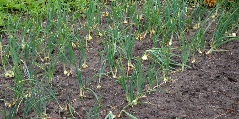 Certificados de profesionalidad para la familia profesional agraria