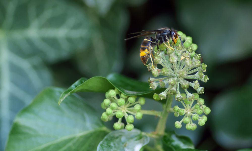 charlas-sobre-avispas-velutinas-en-varias-parroquias-de-lalin-1920