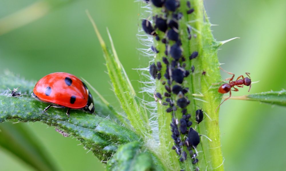 como-prevenir-la-aparicion-de-plagas-en-el-huerto-1920