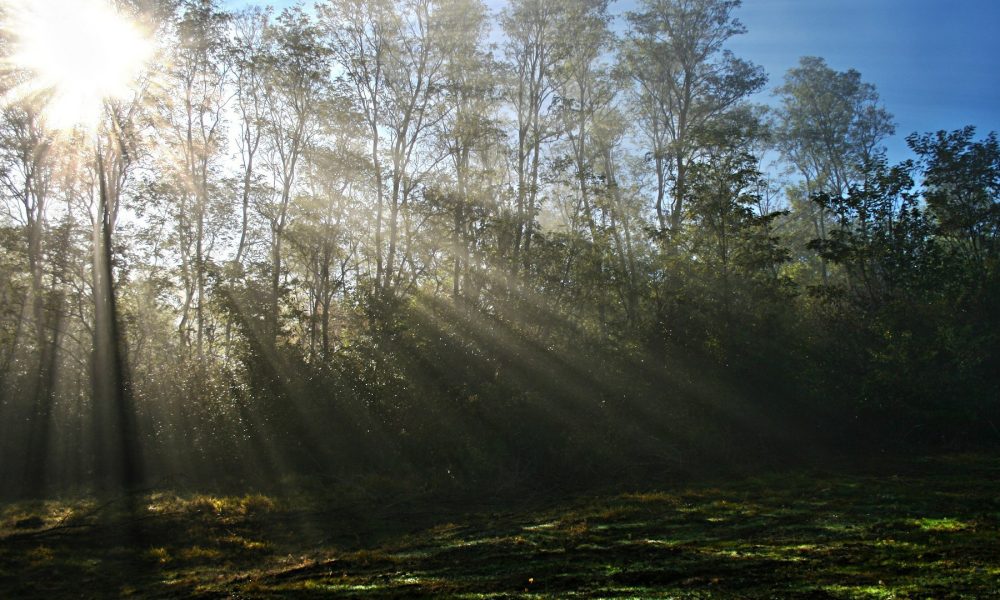 como reducir las consecuencias de los incendios forestales