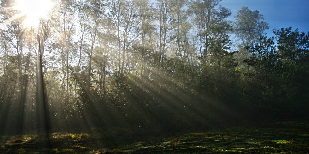 ¿Cómo reducir las consecuencias de los incendios forestales?