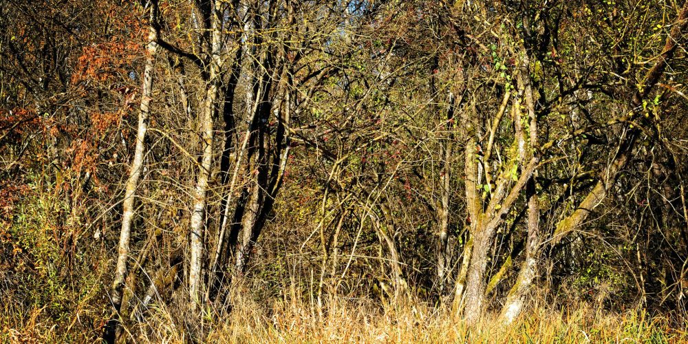 Cómo se procederá cuando se incumplan las franjas de protección antiincendios
