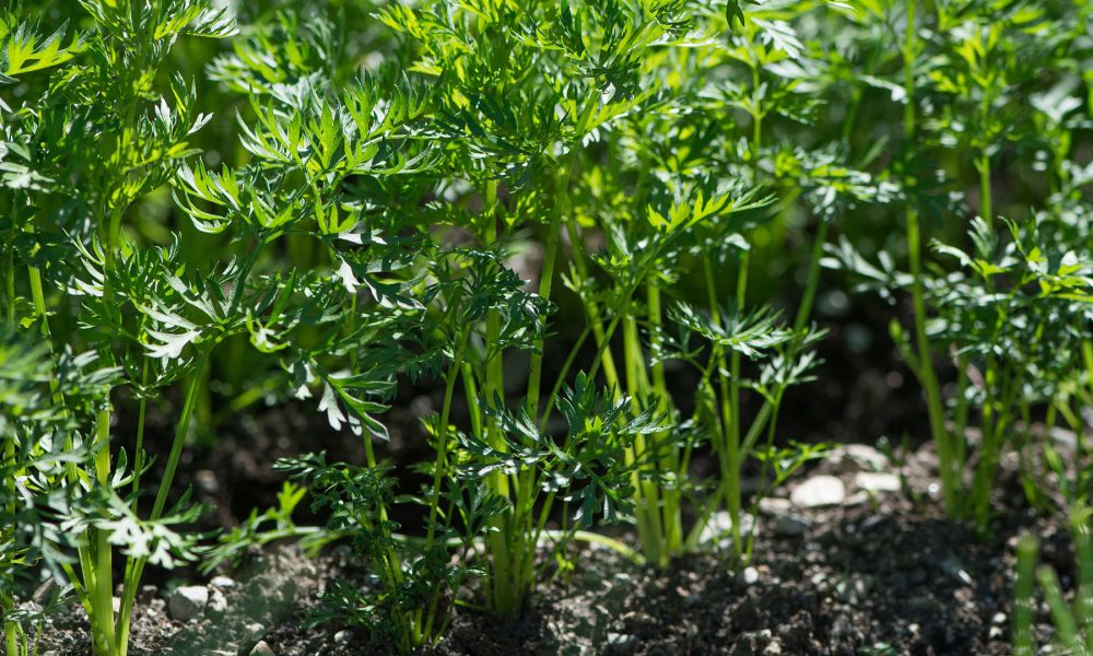 como trabajar la huerta en septiembre