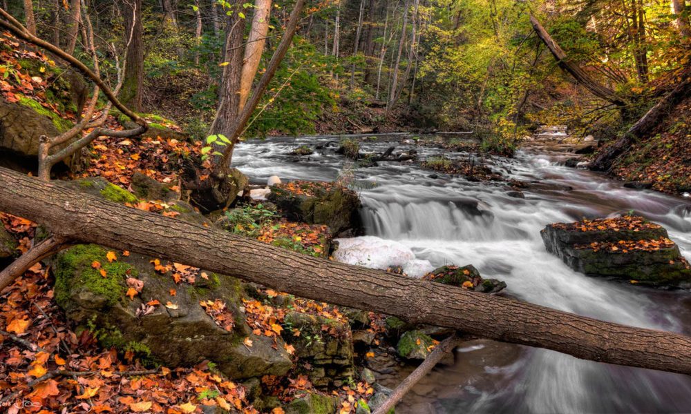 como-tratar-los-arboles-tras-un-temporal-de-viento-y-lluvia-1920