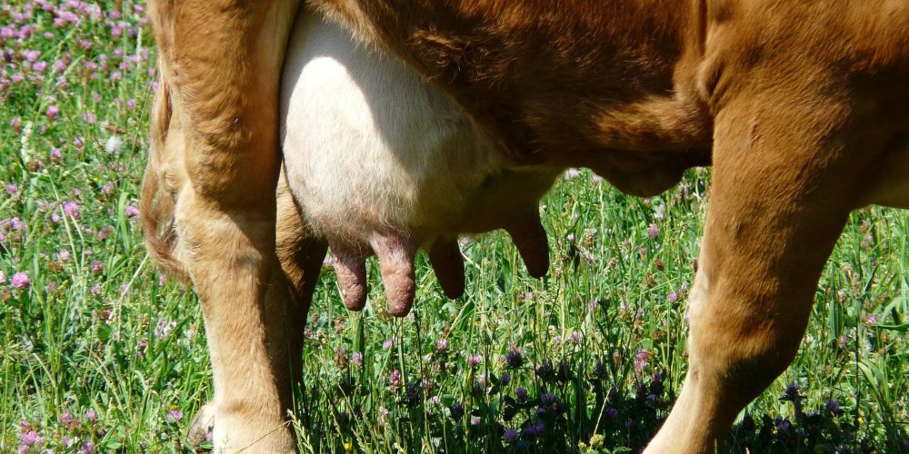 Cómo tratar y prevenir la mamitis