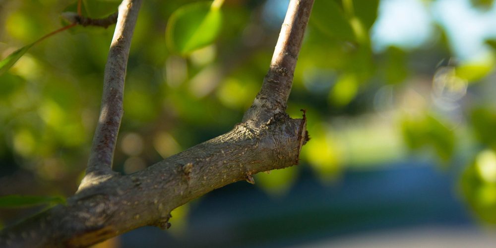 Consejos básicos para la poda