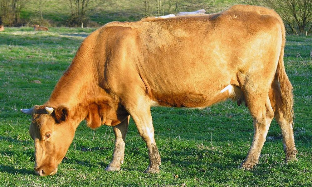 cuales-son-los-requisitos-para-la-nueva-igp-vaca-e-boi-de-galicia-1920