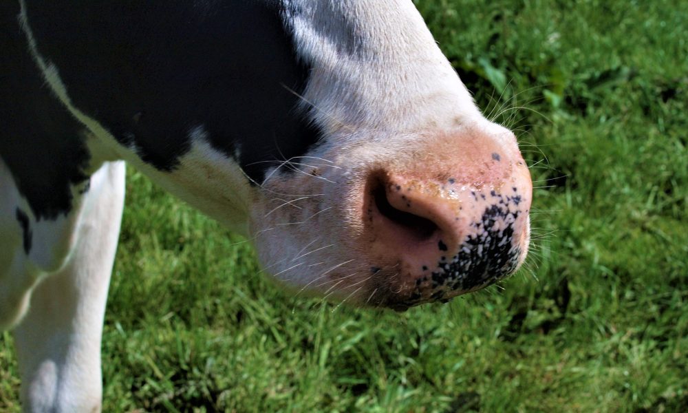 cuatro-claves-para-mover-las-vacas-de-forma-efectiva-y-segura-1920