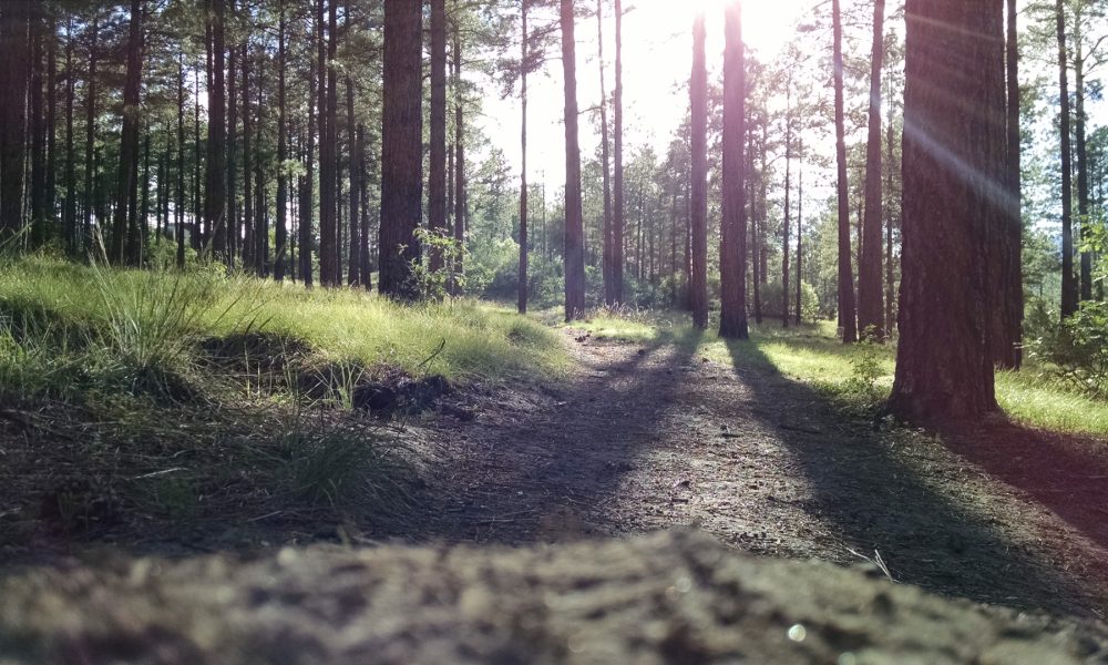 decalogo-basico-de-prevencion-de-incendios-forestales-1920