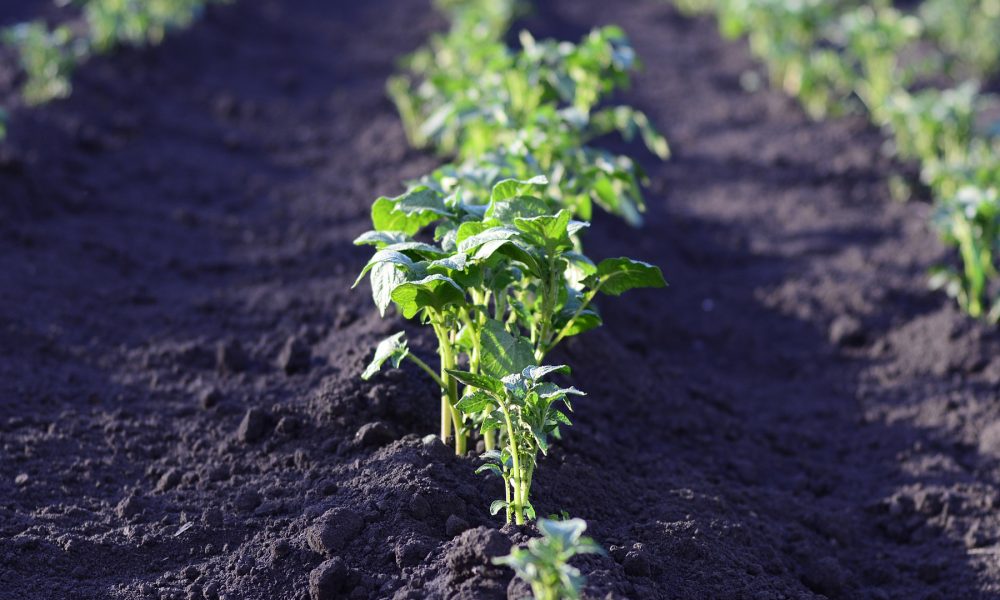 definicion-y-principios-de-la-agroecologia-1920