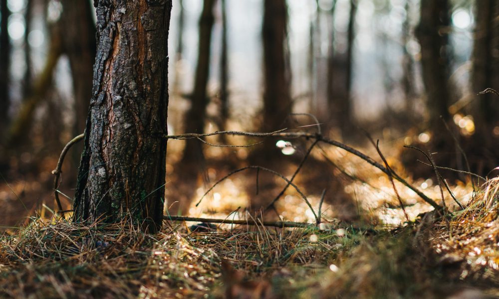 el-72-por-ciento-de-los-incendios-forestales-de-espana-se-producen-en-galicia-1920