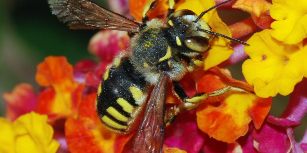 El ataque de la velutina a nuestras amigas las abejas