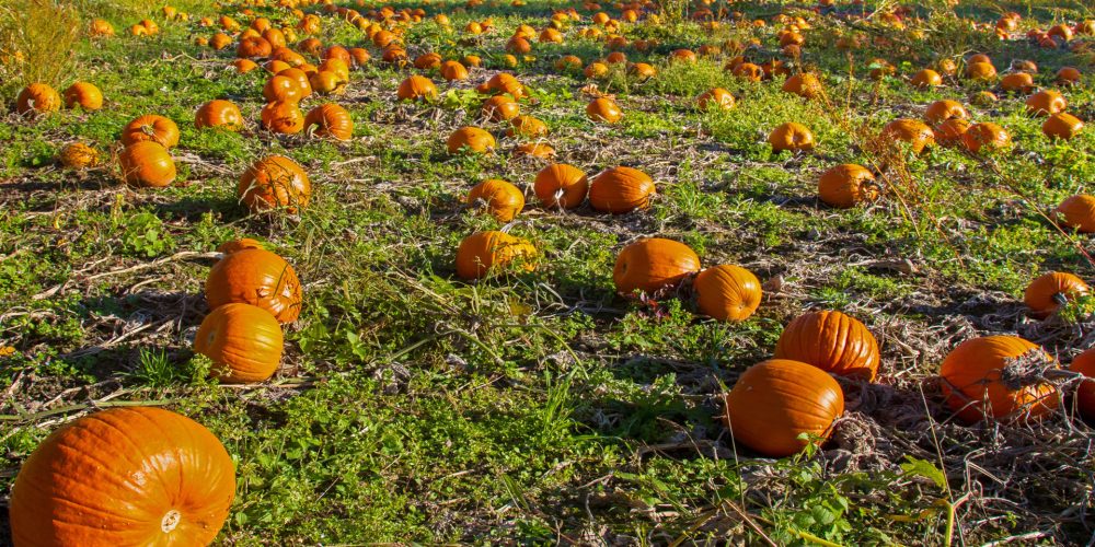 El Huerto en Noviembre