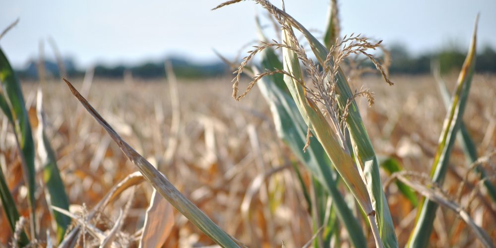 El precio de los seguros agrarios puede incrementarse hasta en un 100%