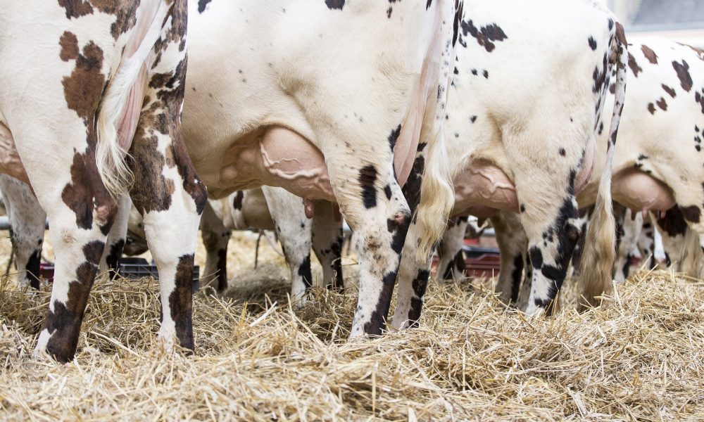 el-sector-agroganadero-gallego-se-reune-este-fin-de-semana-en-cospeito-con-motivo-de-la-moexmu-1920