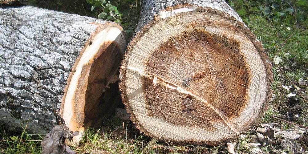 El tiempo máximo de obtención del permiso de corta se reduce