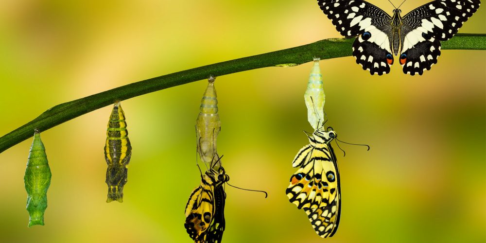 ¿Eres una empresa Zombie o una empresa Crisálida?