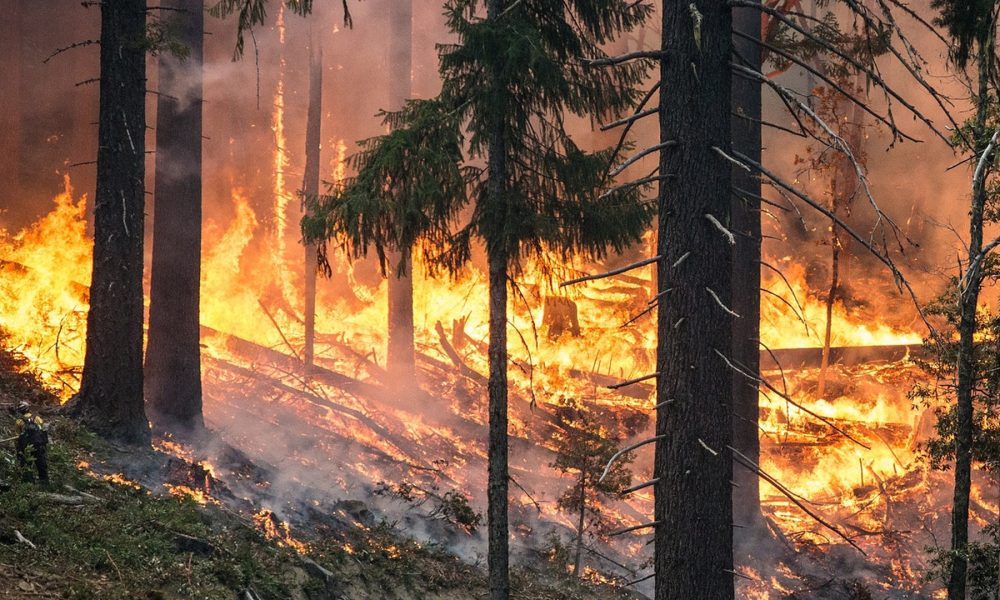 errores-del-incendio-de-Portugal-que-deben-ser-estudiados-1920