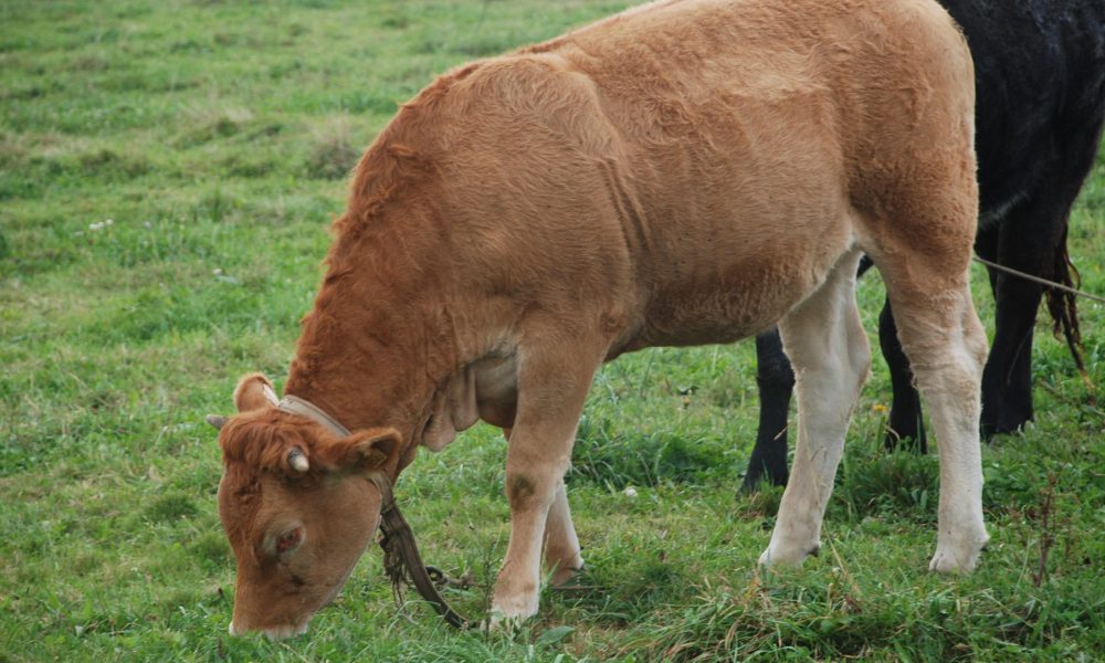 galicia-es-la-segunda-autonomia-en-numero-de-cabezas-de-ganado-vacuno-1920