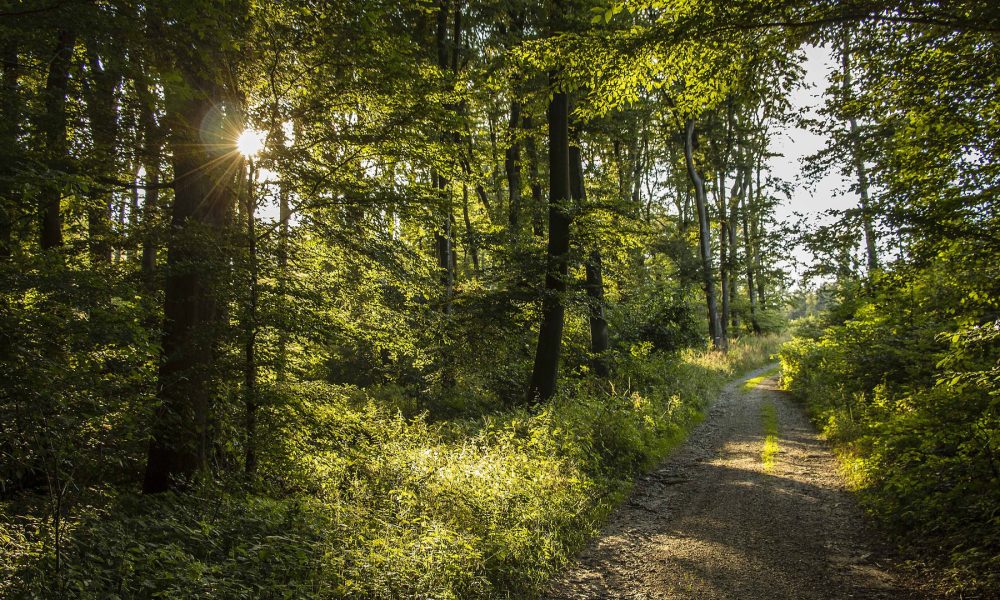 galicia-referente-en-la-lucha-contra-incendios-forestales-1920
