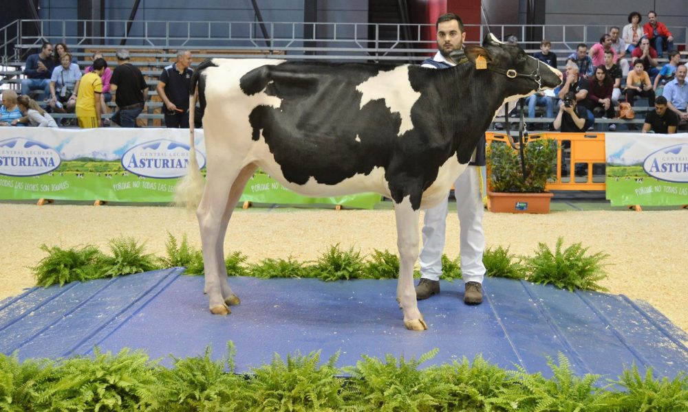 ganaderia-carballeiras-madriñan-gran-campeona-de-feiradeza-2017-1920