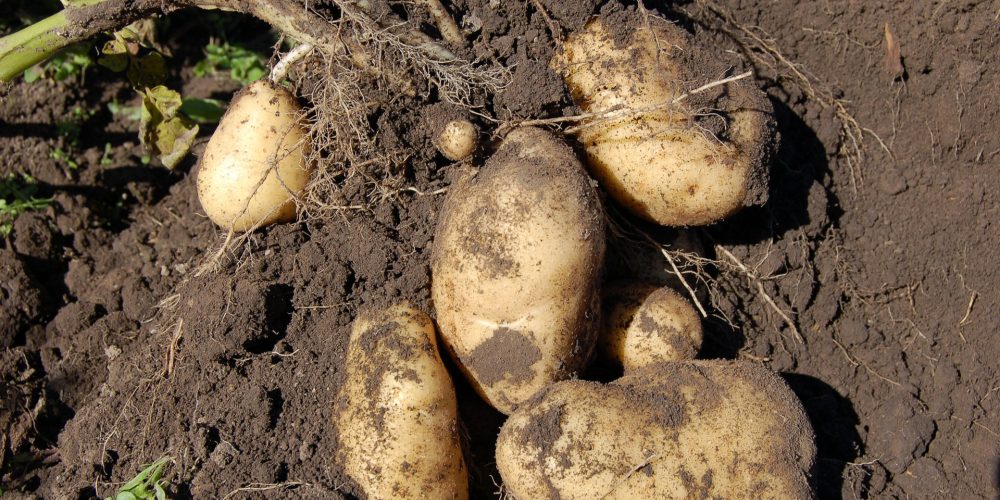 Hasta el 1 de octubre para solicitar indemnizaciones por la polilla de la patata