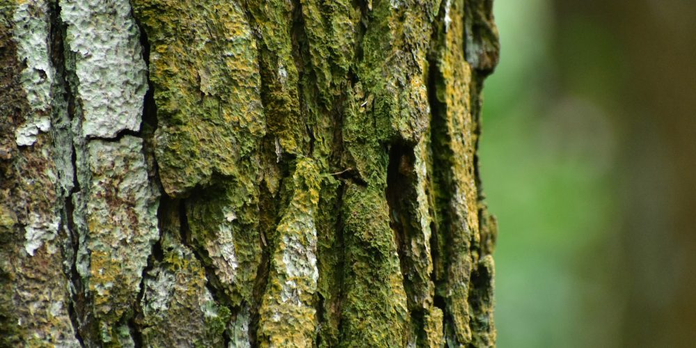 Hasta el 20 de noviembre para postularse al Premio Proyecto Innovador Forestal 2018